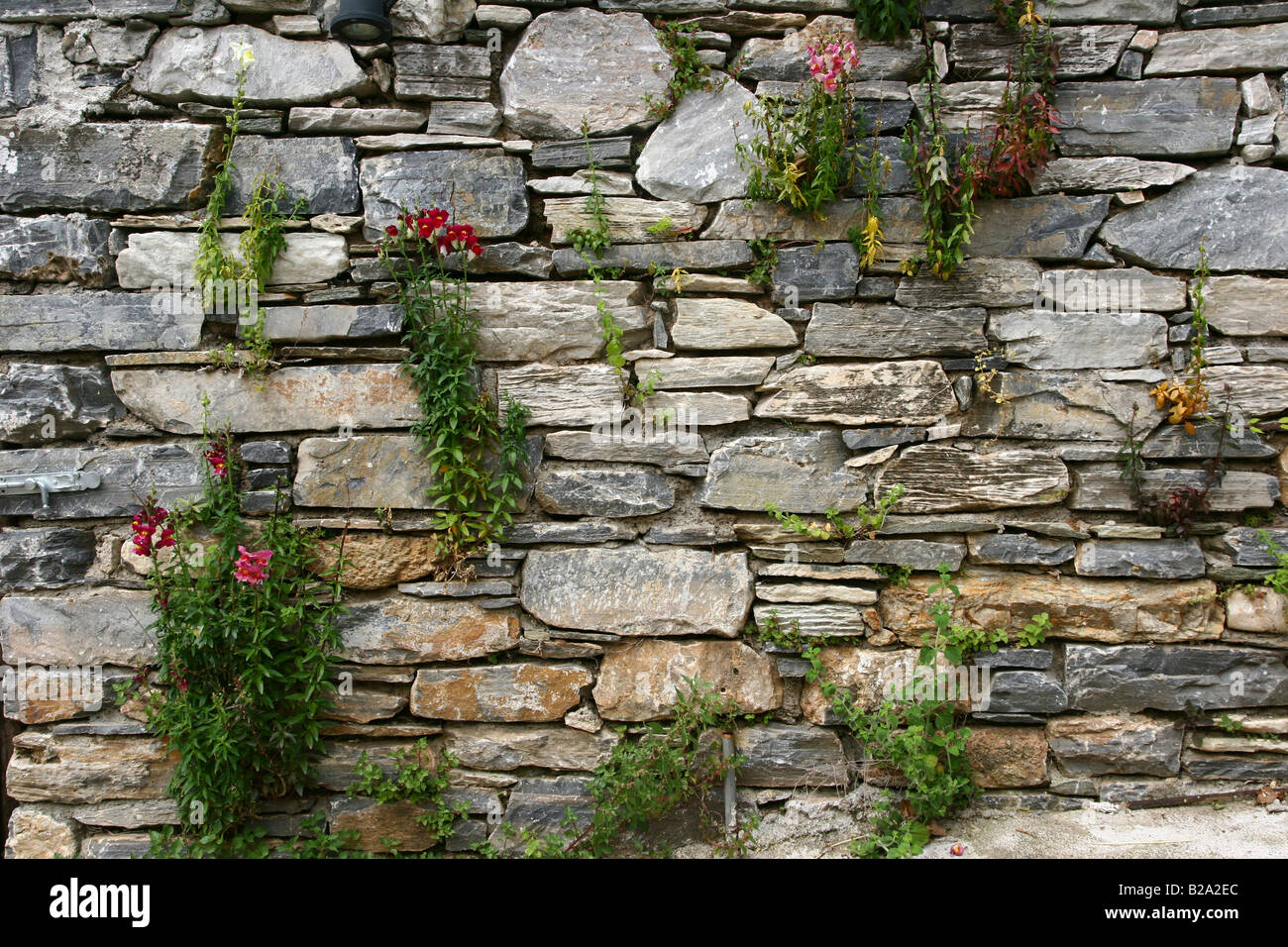 Grecia Tessaglia Milies sulle pendici del monte Pelion fiori che crescono al di fuori di un muro di pietra Foto Stock