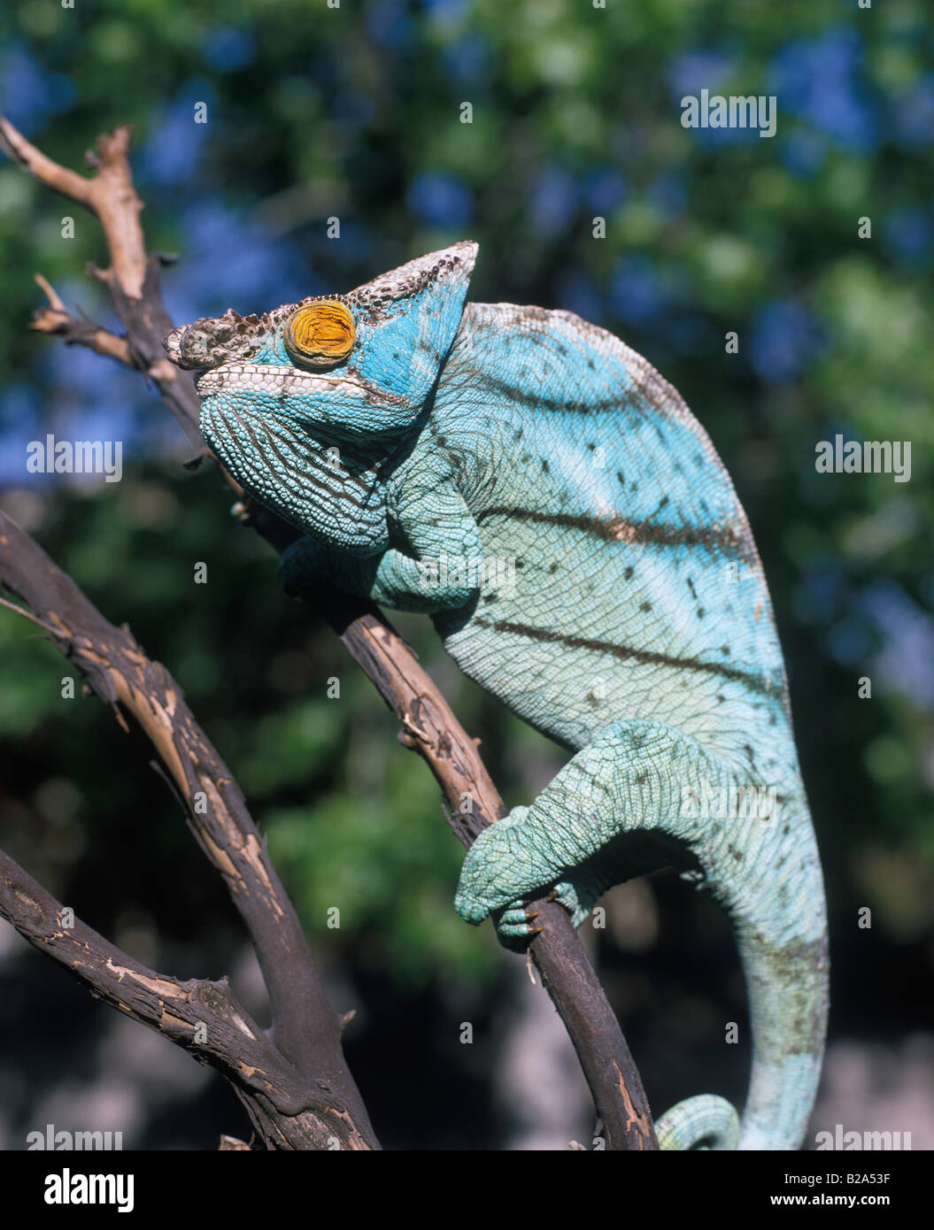 Camaleonte, Panther chameleon, chameleon sul ramo, Foto Stock