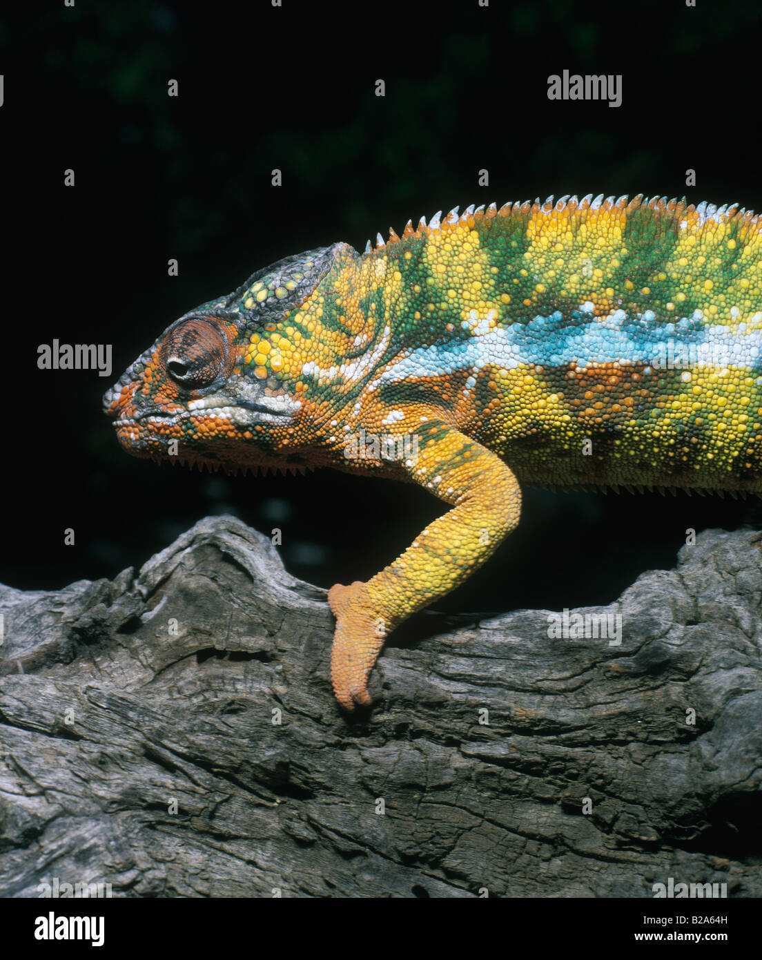 Camaleonte, Panther chameleon, chameleon sul ramo, Madagascar, Foto Stock