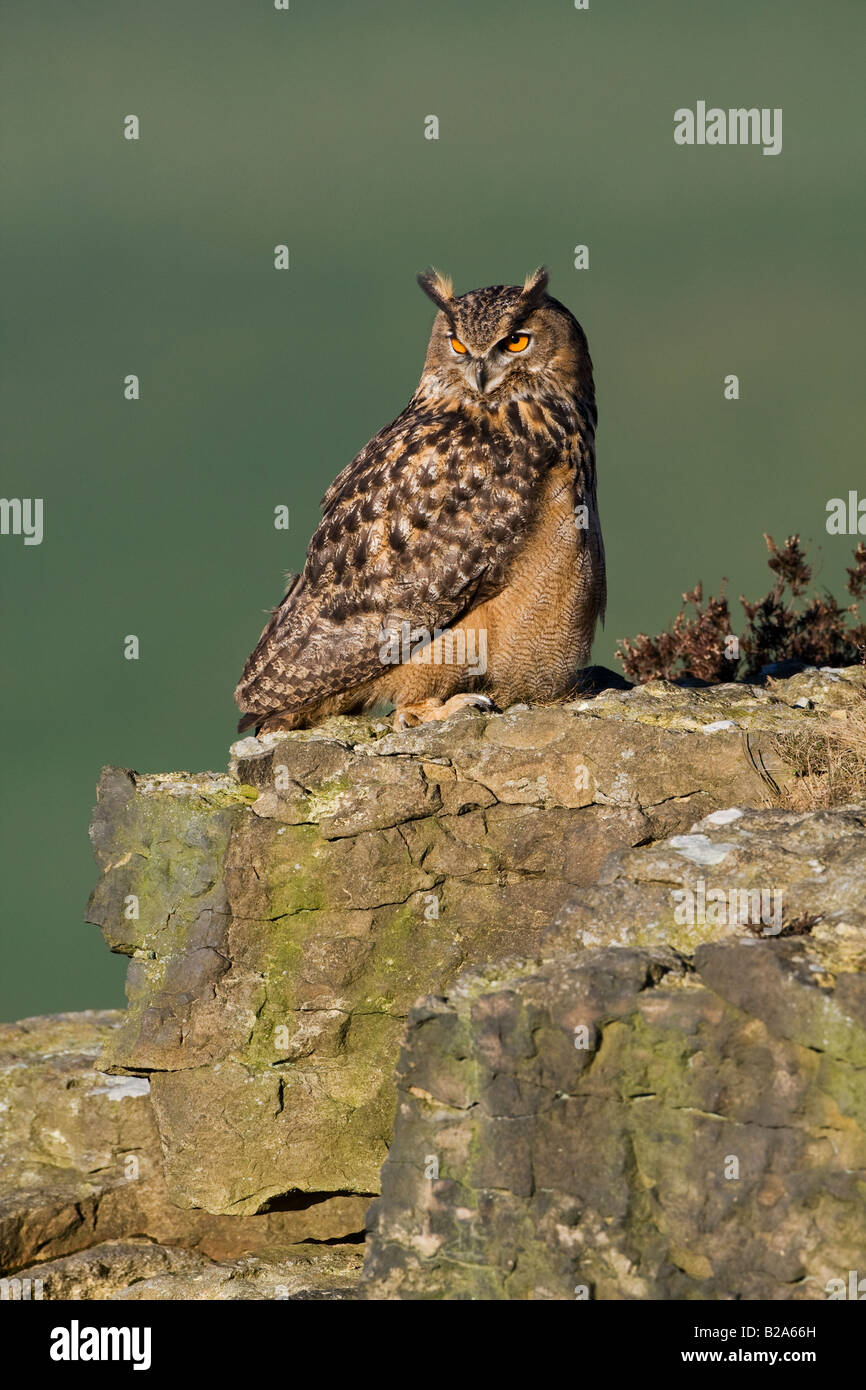 Gufo reale (Bubo bubo) arroccato sulla scogliera Foto Stock
