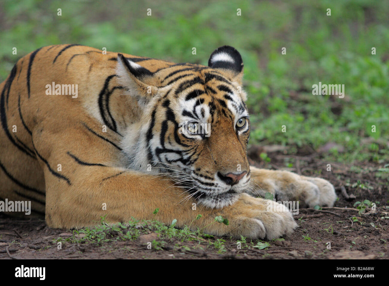 Tiger Close up di un machali a Ranthambore (Panthera Tigris) Foto Stock