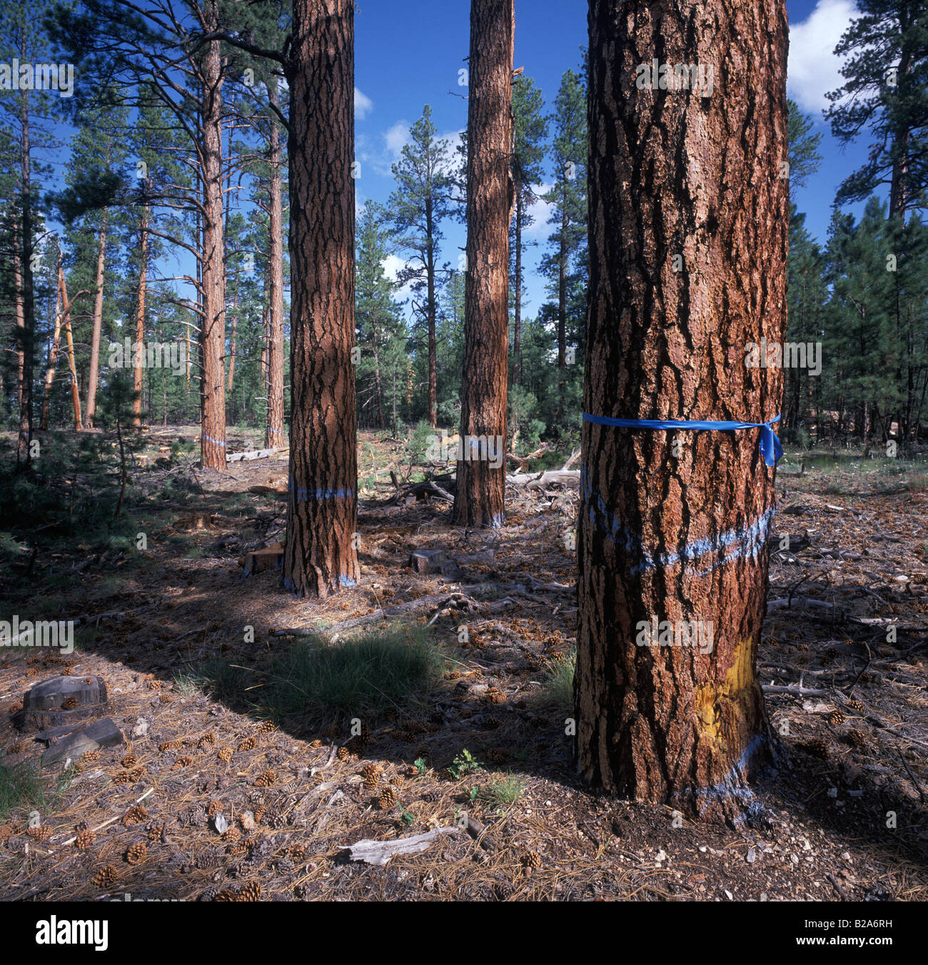 Registrazione, Ponderosa Pine, il logging nell'Kaibab National Forest, Northern Arizona, Foto Stock