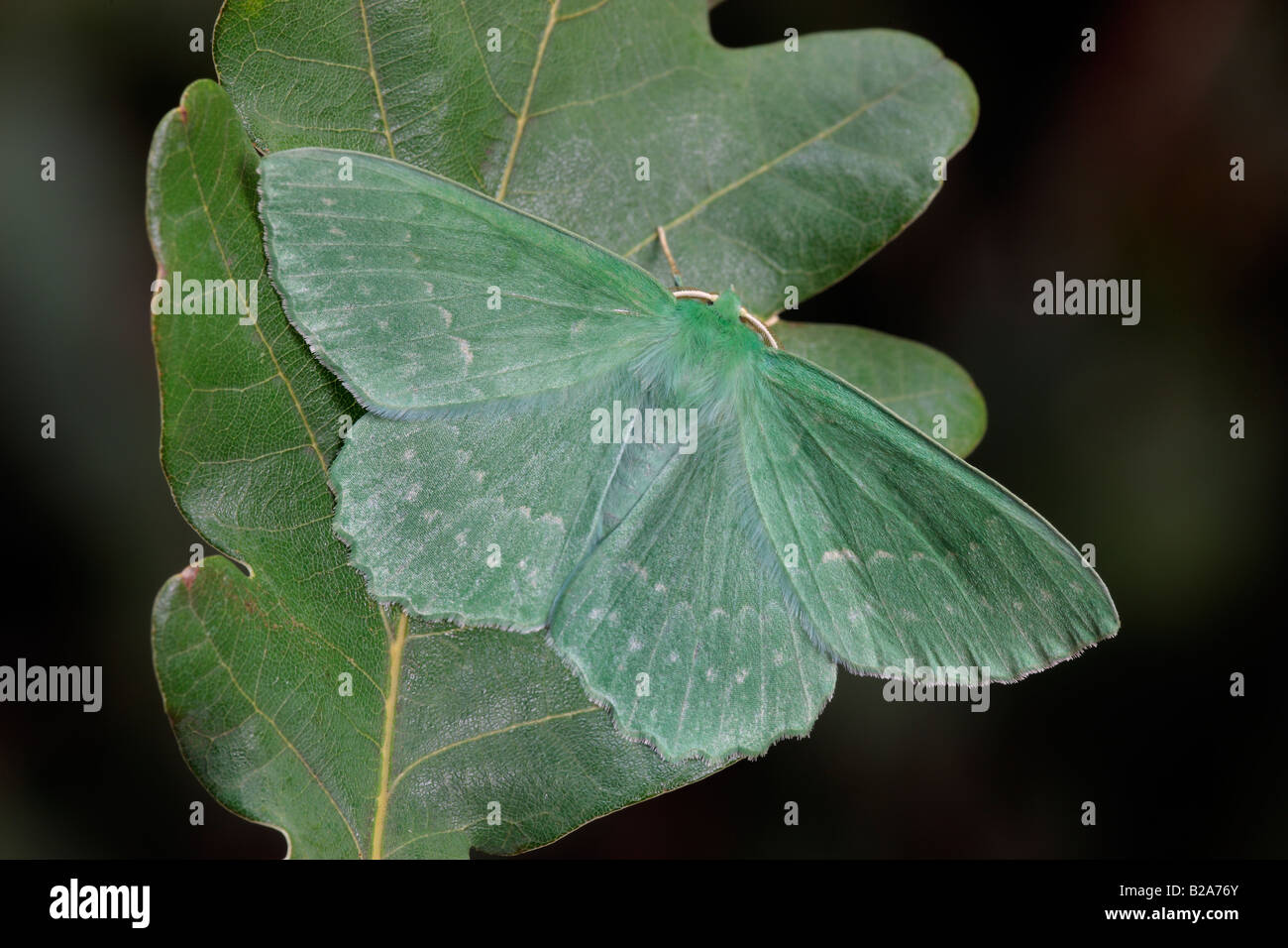 Grande Emerald Geometra papilionaria a riposo su foglie di quercia Potton Bedfordshire Foto Stock