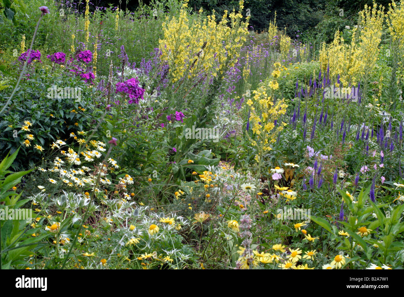 HOLBROOK GIARDINO DEVON il giardino di pietra durante il mese di luglio con MOLÈNE OLYMPICUM Foto Stock