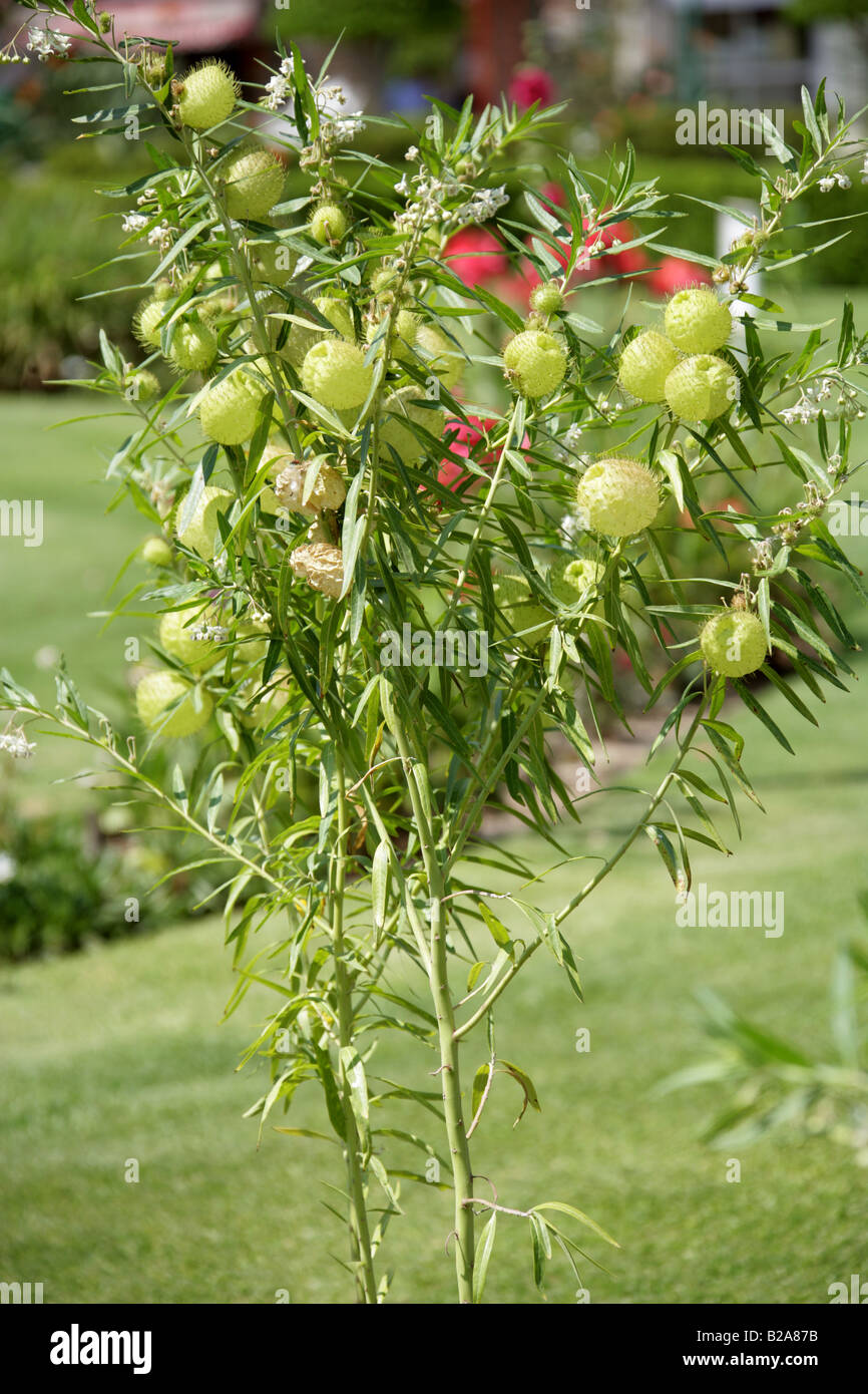 Cotone a palloncino Bush frutta, Asclepias physocarpa aka Gomphocarpus physocarpus Apocynaceae, Tule, Stato di Oaxaca, Messico Foto Stock