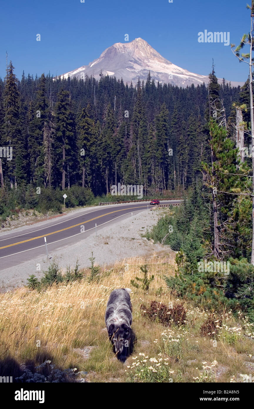 L'Autostrada 26 Sud di Mt. Il cofano guardando a nord per la montagna con il cane Foto Stock