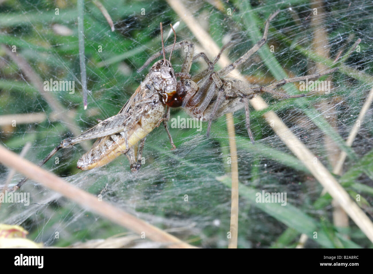 Spider catturato il cricket insetto ragno con preda cavalletta aracnidi ragnatela Cogne Parco Nazionale Gran Paradiso Valnontey Valle Foto Stock