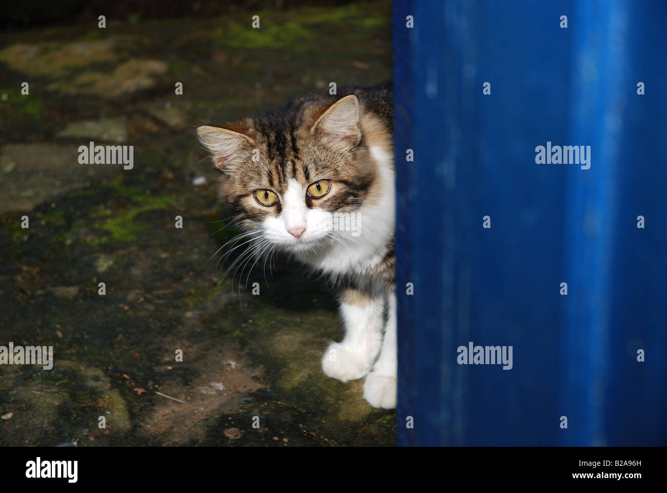 Cat dietro una porta, gato felina felino Foto Stock