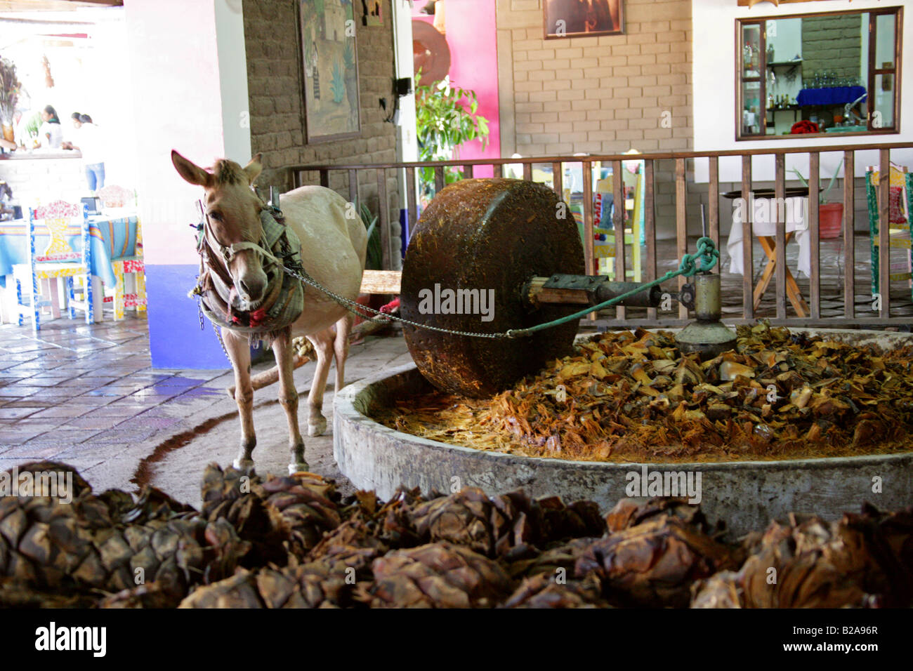 Mezcal Factory Nr Oaxaca, Messico. Donkey operando una macina a schiacciare il cotto Agave cuori. Foto Stock