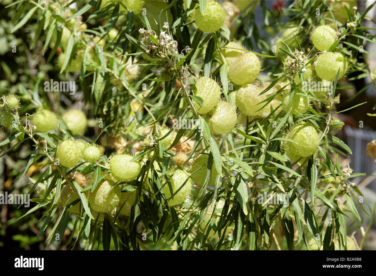 Cotone a palloncino Bush frutta, Asclepias physocarpa aka Gomphocarpus physocarpus Apocynaceae, Tule, Stato di Oaxaca, Messico Foto Stock