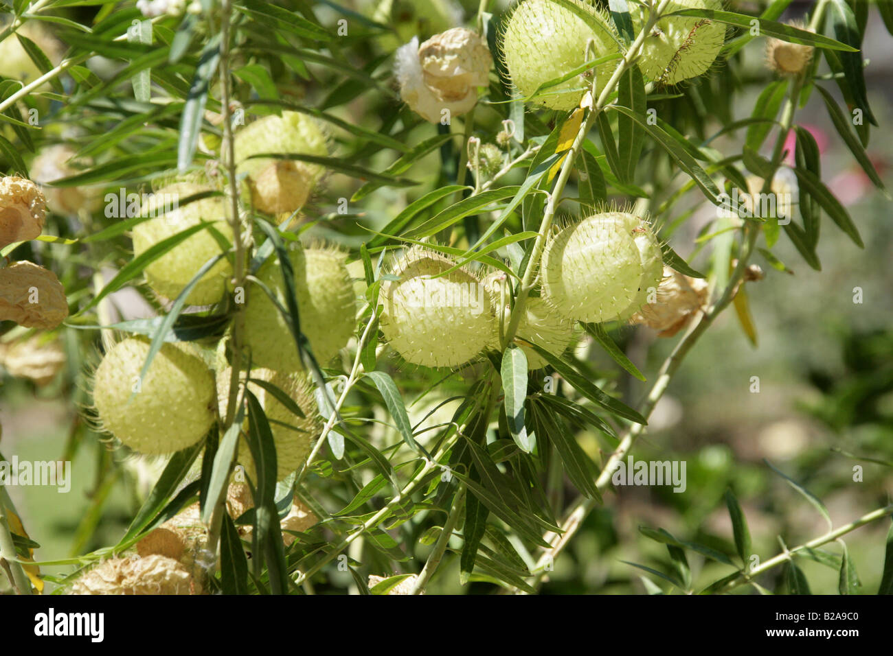 Cotone a palloncino Bush frutta, Asclepias physocarpa aka Gomphocarpus physocarpus Apocynaceae, Tule, Stato di Oaxaca, Messico Foto Stock