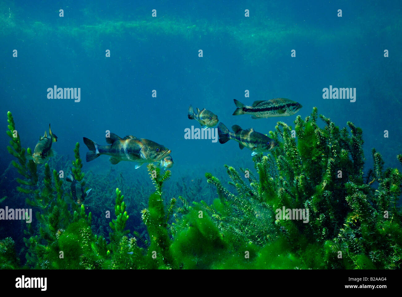 Largemouth bass micropterus salmoides wacissa fiume florida Foto Stock