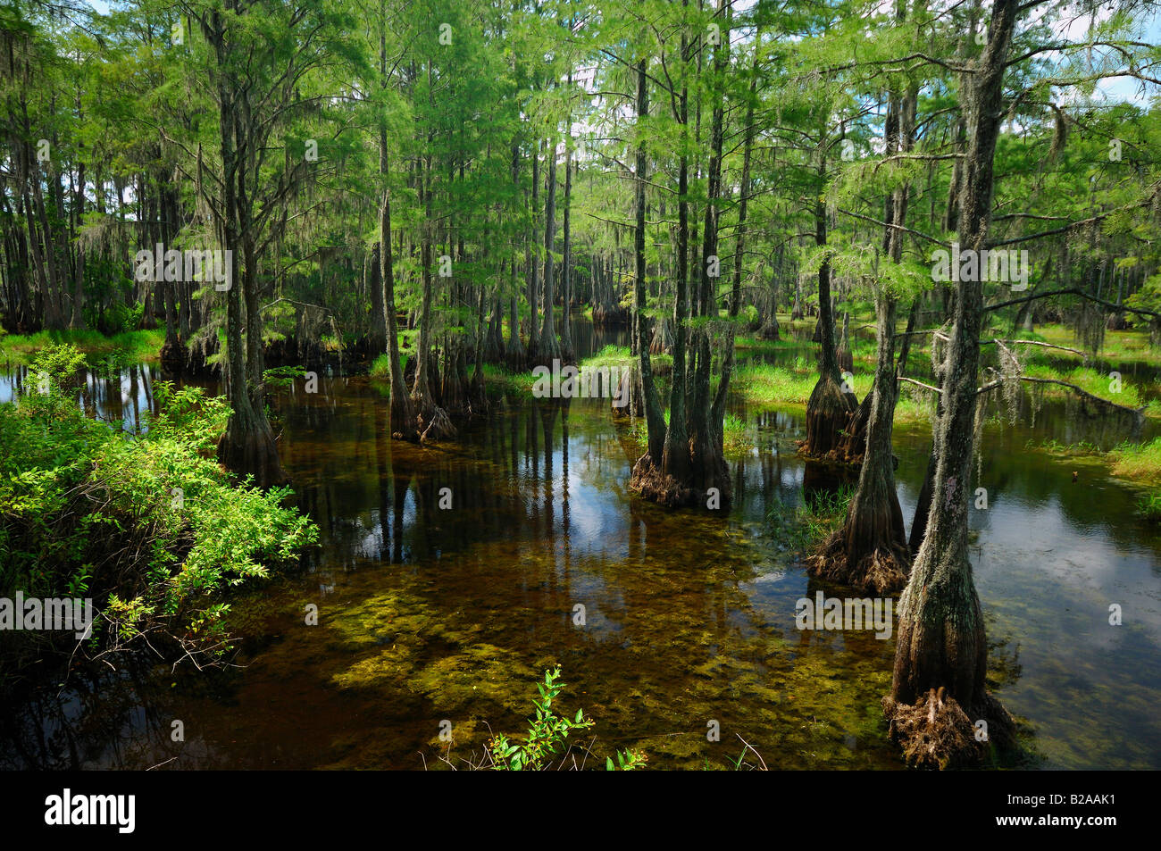 Cipresso calvo Taxodium distichum Lago di Bradford Florida Foto Stock