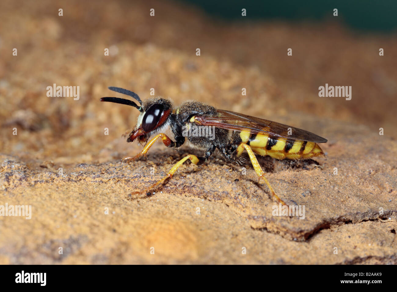 Bee-killer Wasp Philanthus triangulum scavando Sandy Bedfordshire Foto Stock
