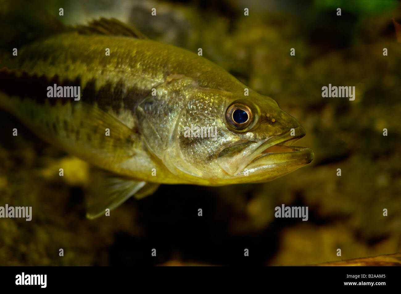 Largemouth bass micropterus salmoides Wacissa fiume Florida Foto Stock