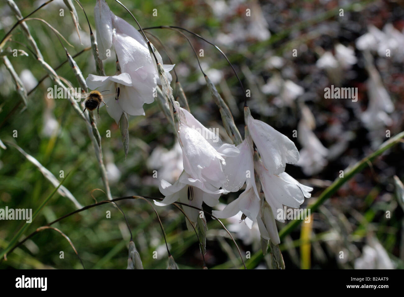 DIERAMA GUINEVERE A MARWOOD HILL GARDENS NORTH DEVON Foto Stock