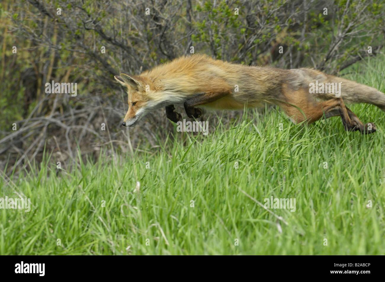 Red Fox salto per preda Foto Stock