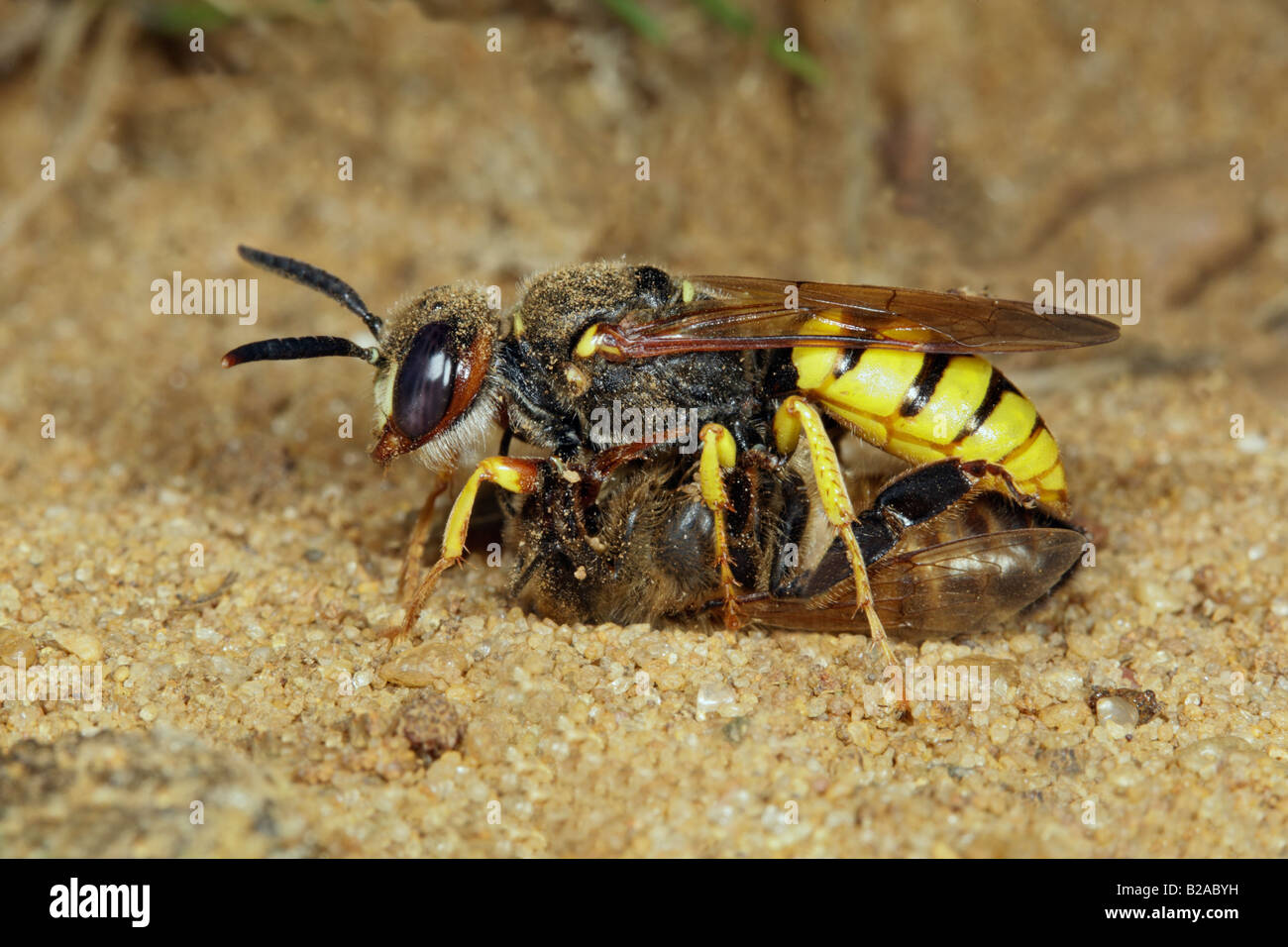Bee-killer Wasp Philanthus triangulum con bee Sandy Bedfordshire Foto Stock