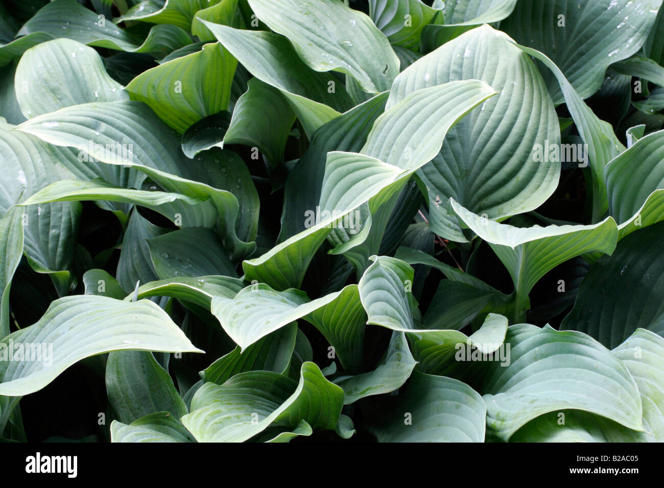 HOSTA KROSSA REGAL AGM A MARWOOD HILL GARDENS NORTH DEVON Foto Stock