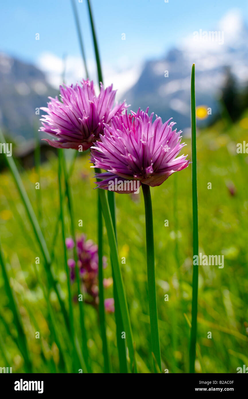 Mountain cipolla - Allium - wild prato alpino flower - 6000ft (2000 m) Foto Stock