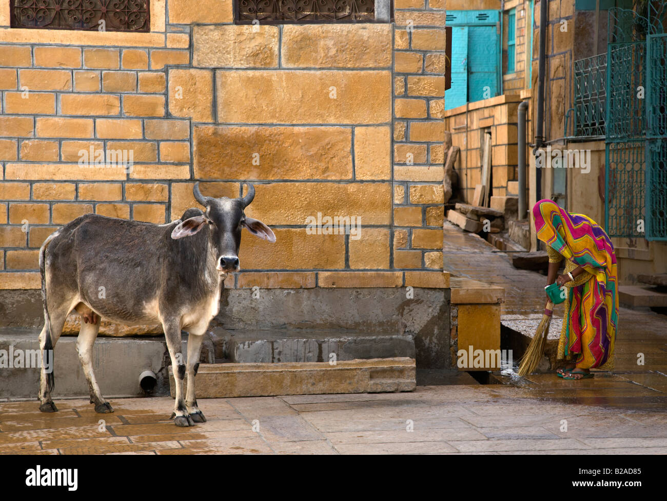 Una donna di Rajasthani spazza la strada come una mucca in roaming libero nella città dorata di Jaisalmer Rajasthan in India Foto Stock