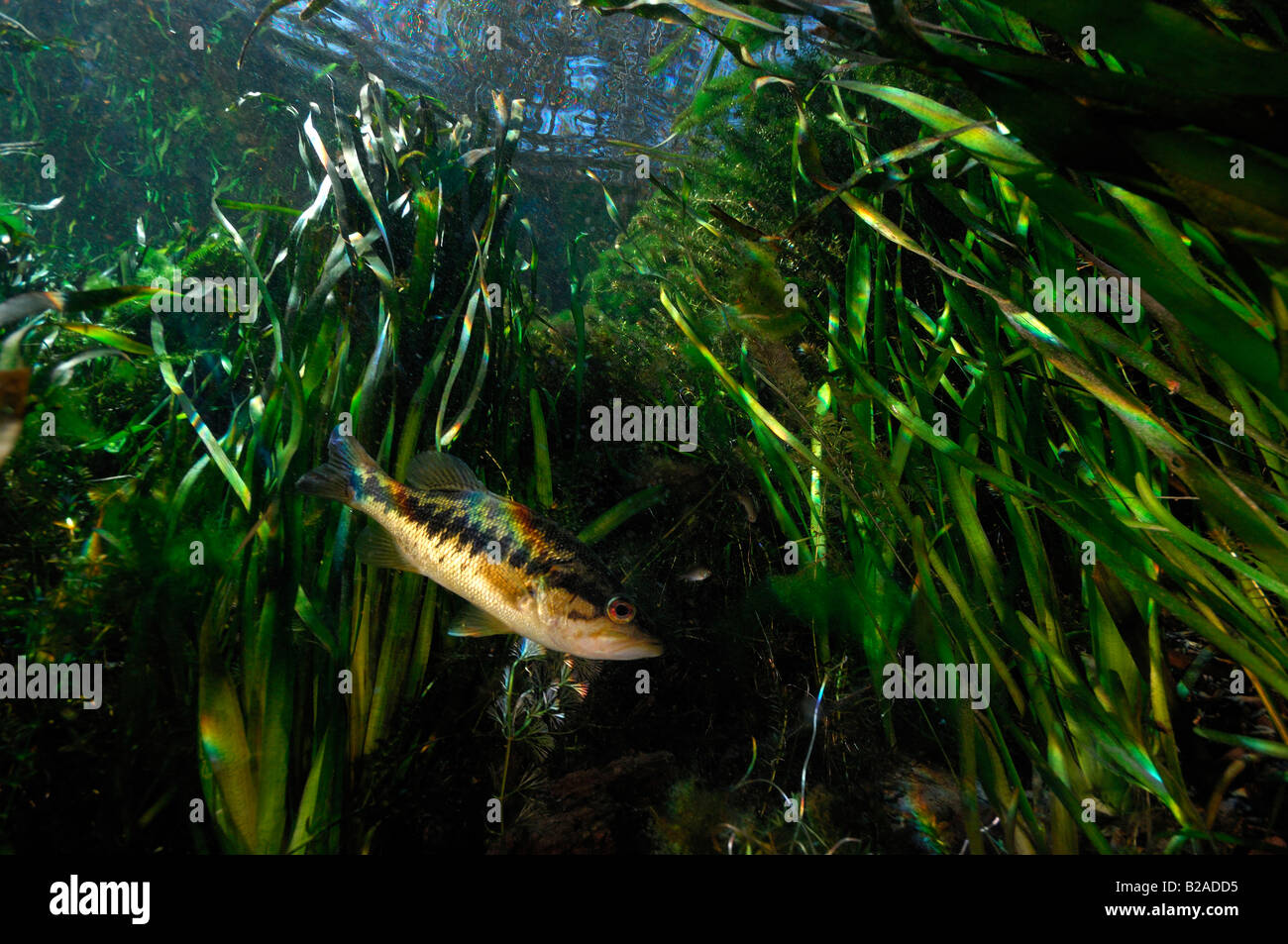 Largemouth bass micropterus salmoides Wacissa fiume Florida Foto Stock