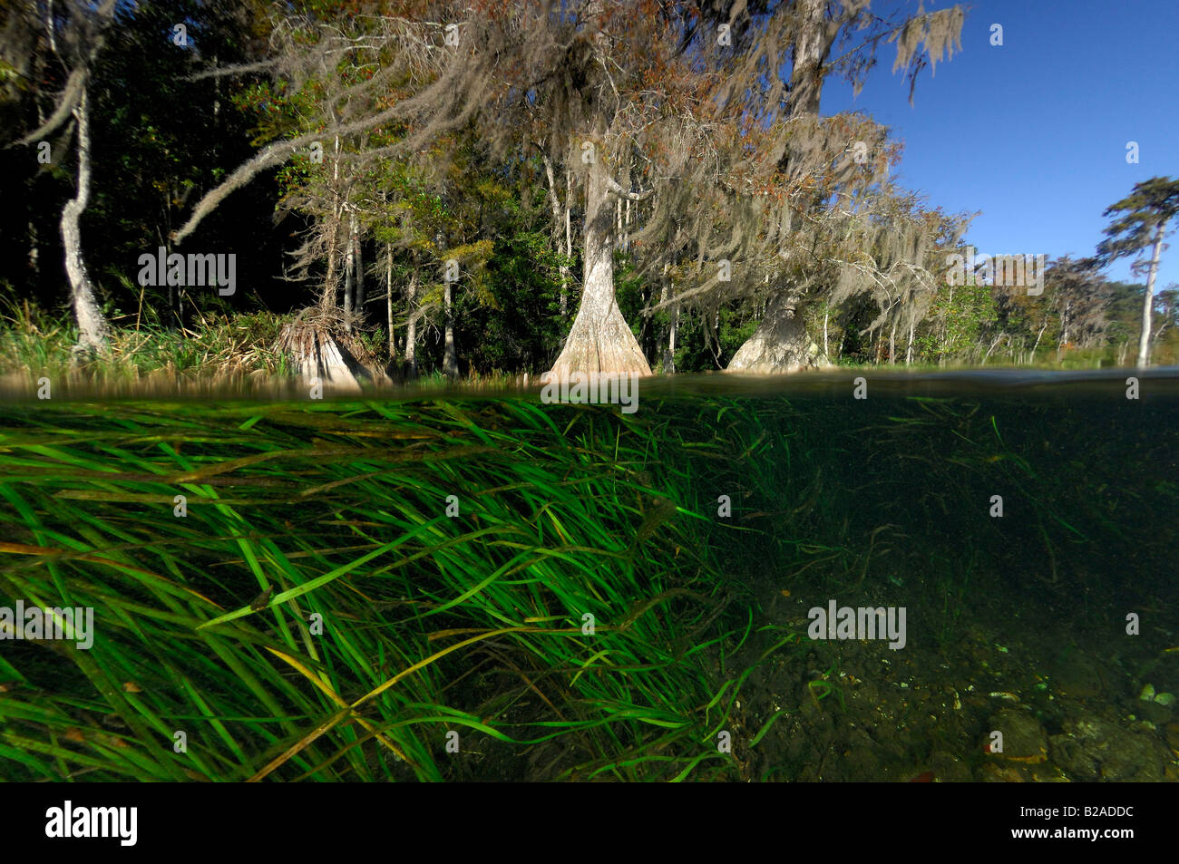 Fiume wacissa florida Foto Stock