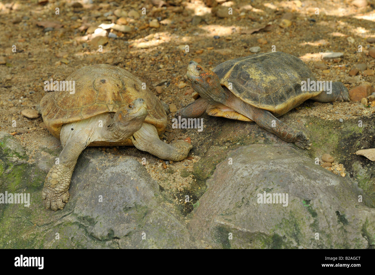 Turtle , lo zoo di Dusit, bangkok, Thailandia Foto Stock