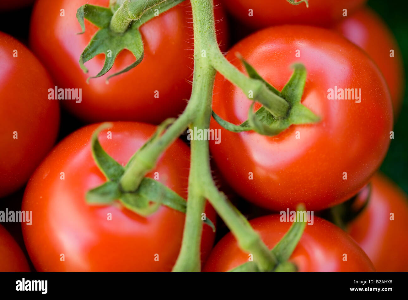 Pomodoro, vegetali, frutta, vite, Bianco, sfondi, freschezza, cibo, Macro, isolato, rugiada, organico, bagnato, Rosso, Mangiare Sano, dr. Foto Stock