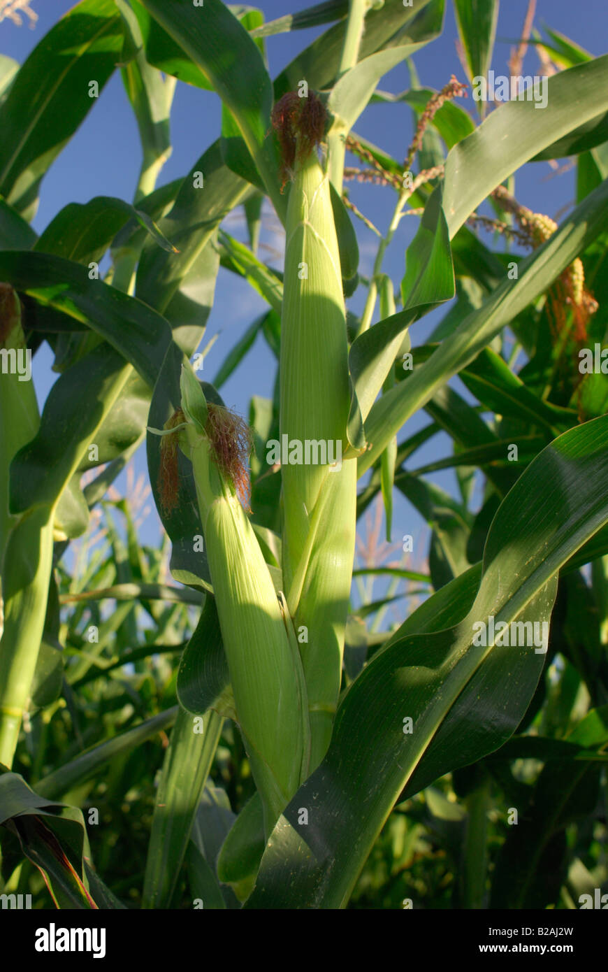 Pianta di cereale Foto Stock