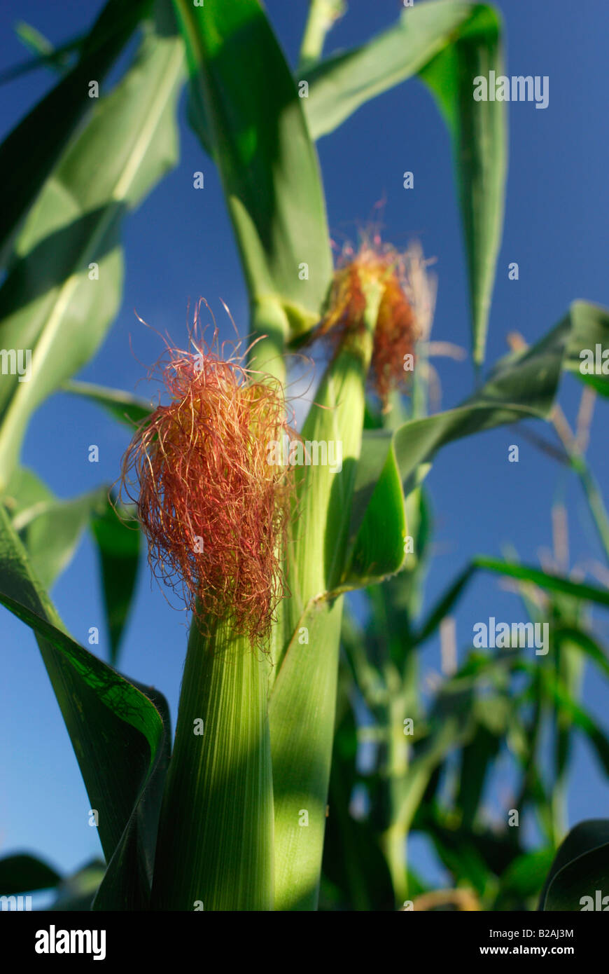 Pianta di cereale Foto Stock