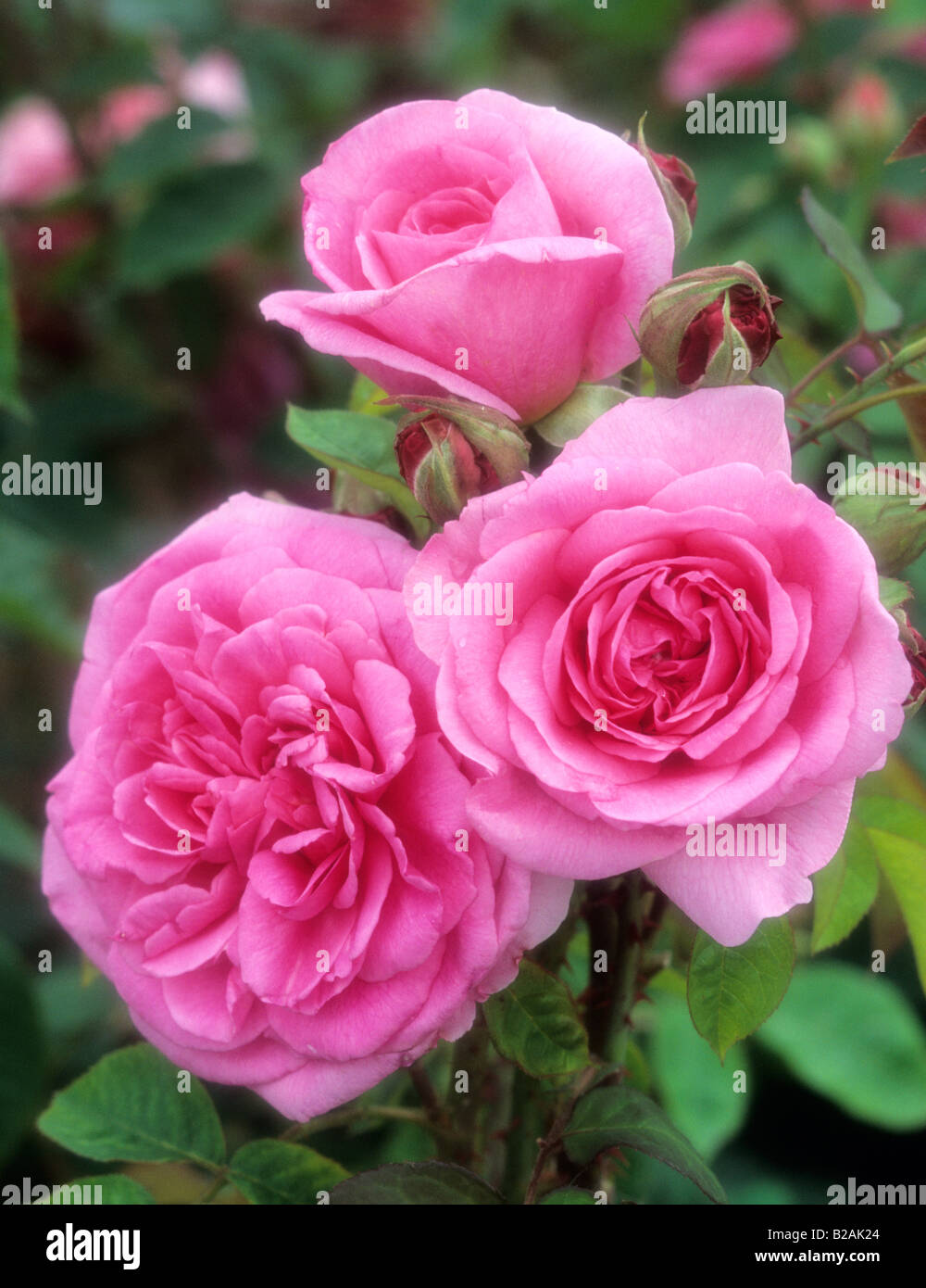 Shrub rose Rosa "Gertrude Jekyll" Foto Stock