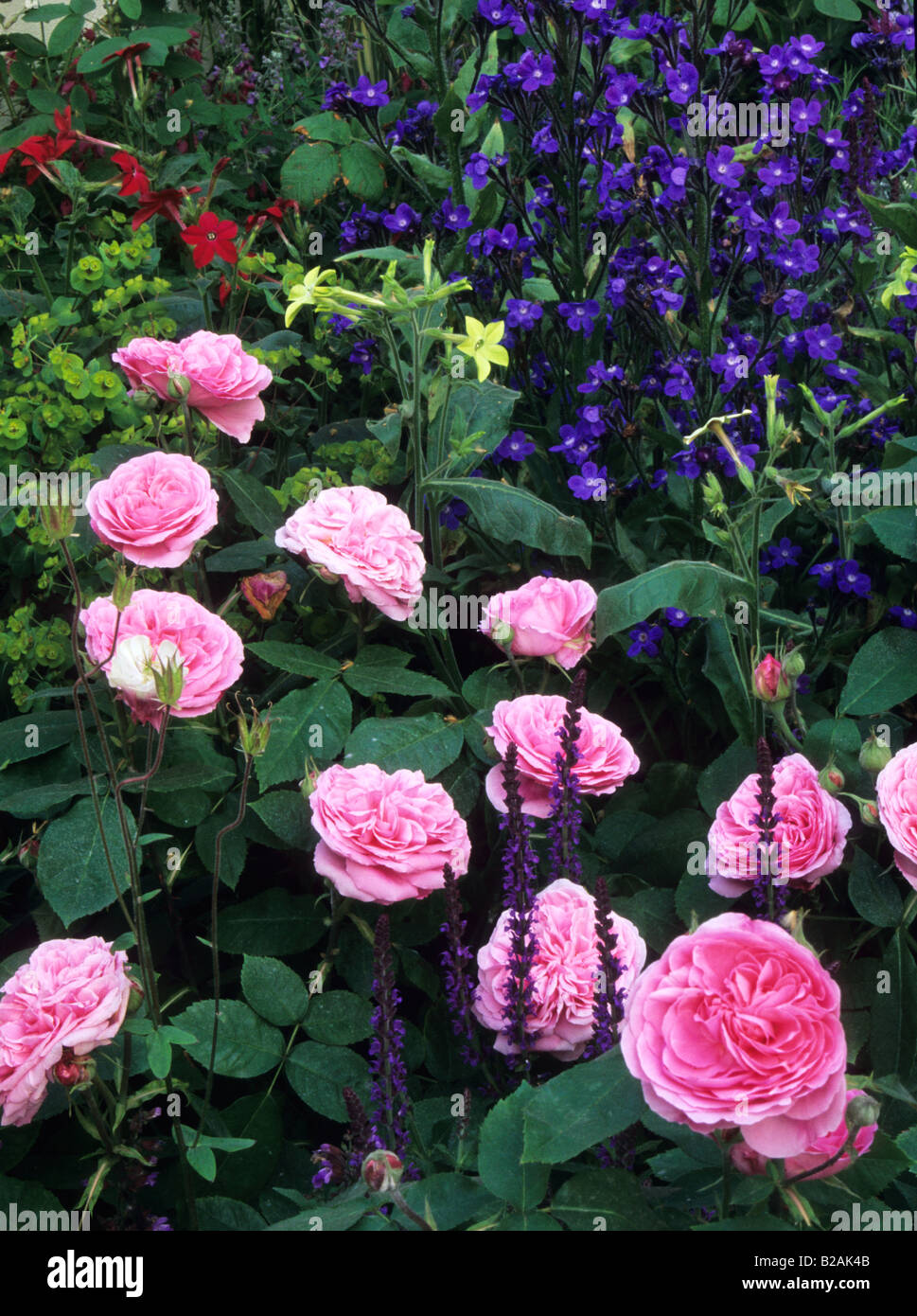 Rosa ad arbusto Rosa Gertrude Jekyll con Anchusa Loddon Royalist Foto Stock