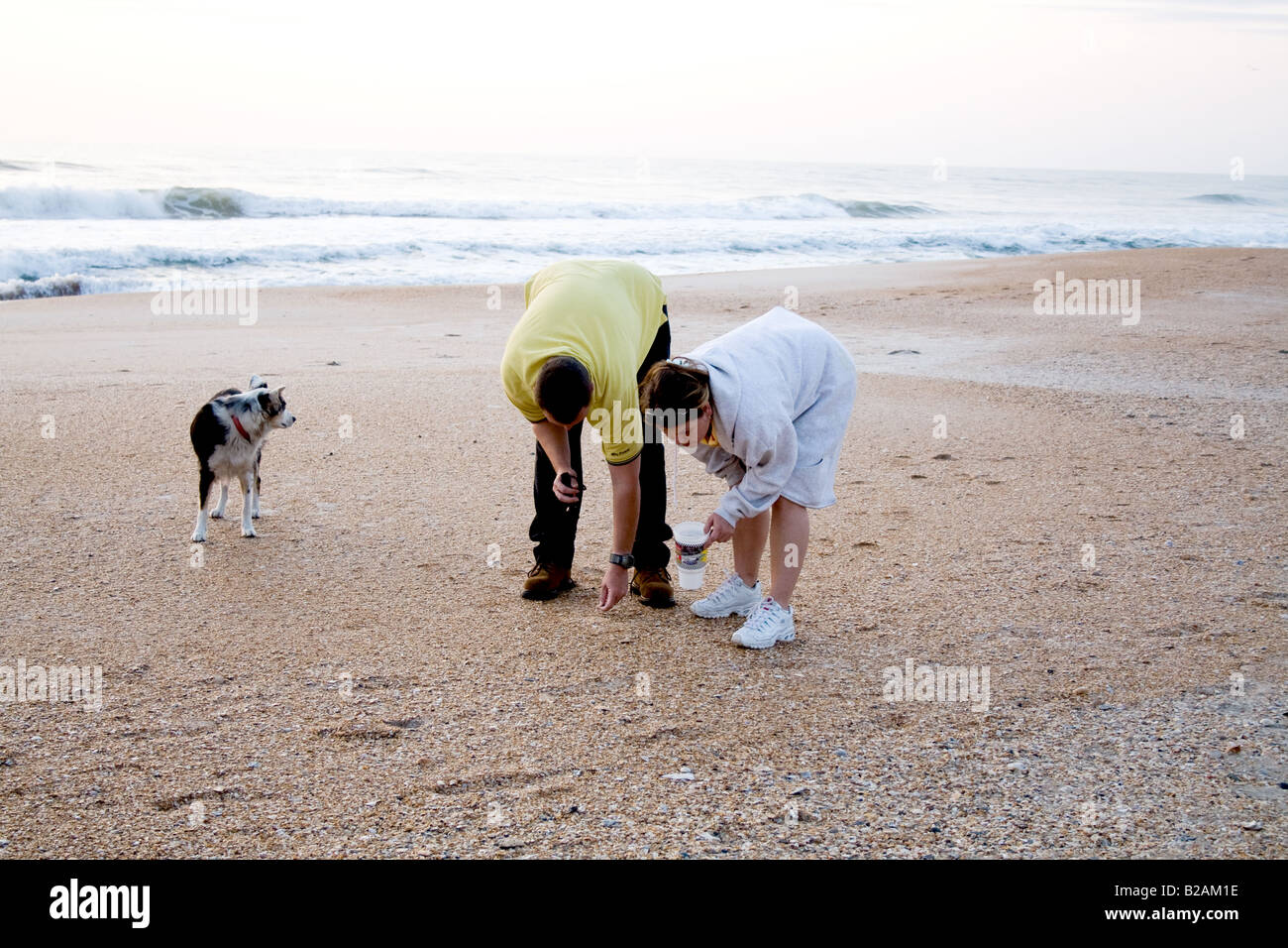 L uomo e la donna con un piccolo cane alla ricerca di conchiglie sulla spiaggia in Ponte Vedra Beach, Florida Foto Stock