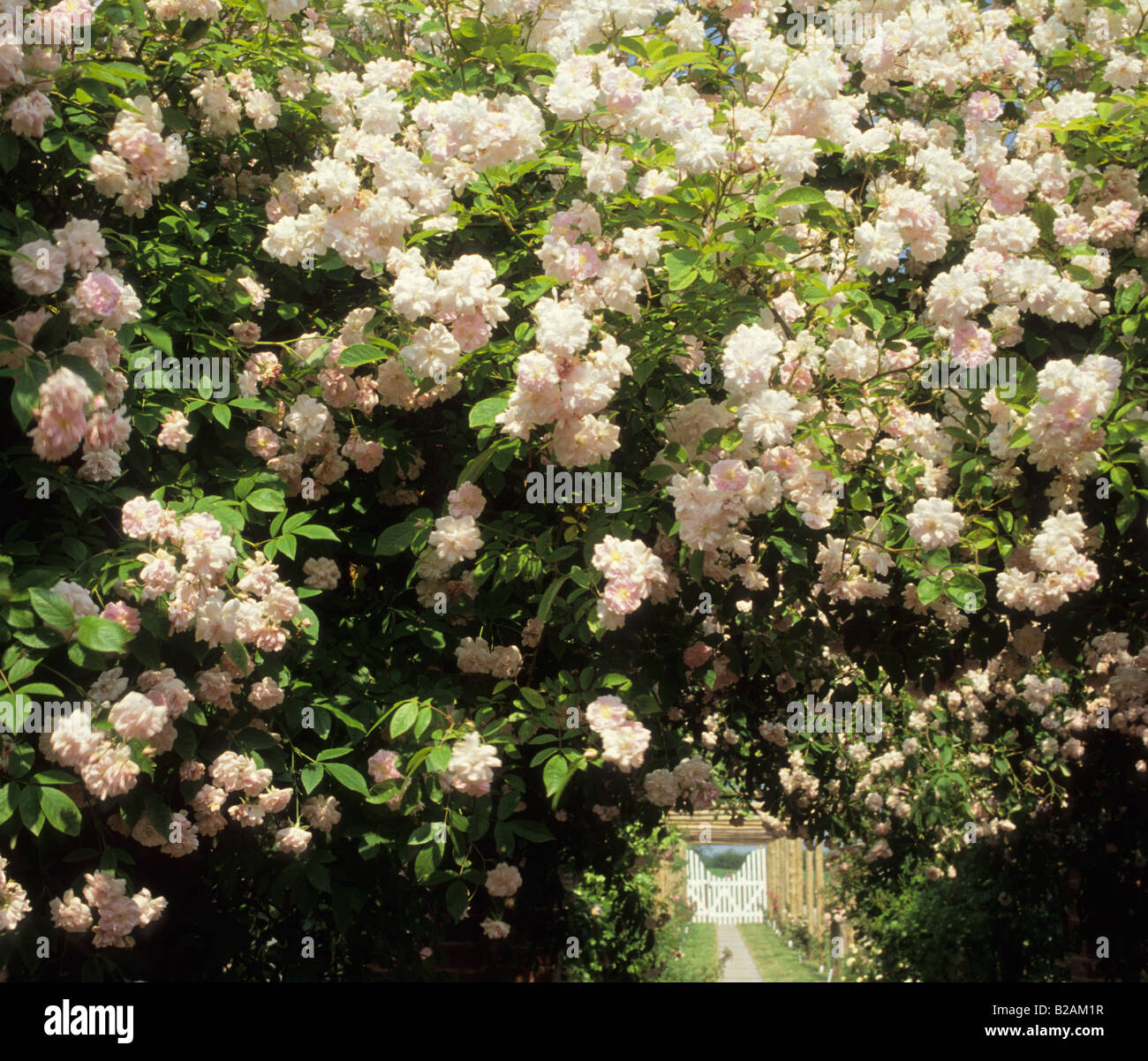 David Austin Roses Wolverhampton rosa rampicante Rosa Paul's Himalayan Musk su pergola Foto Stock