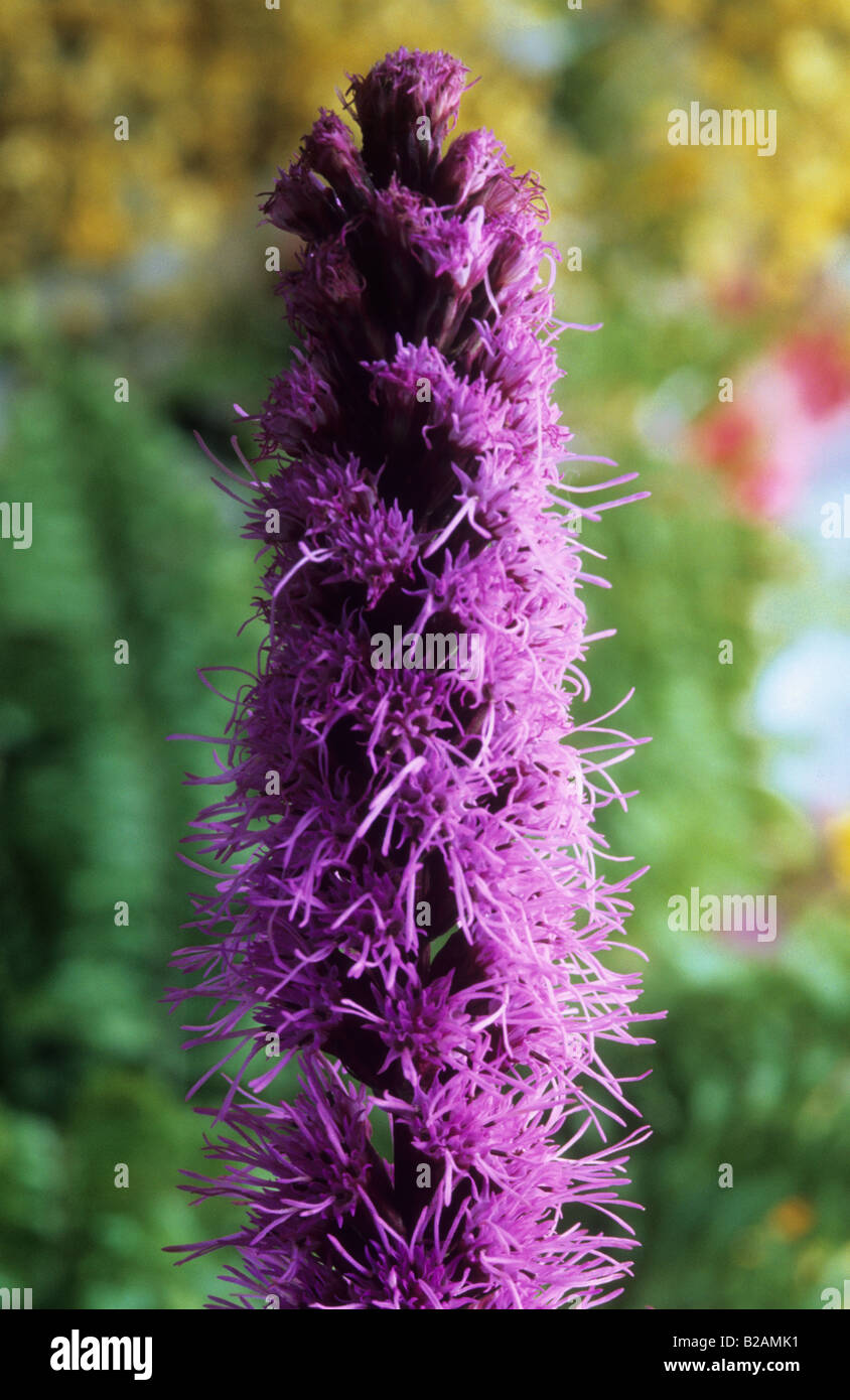 Liatris spicata Floristan Violett Foto Stock