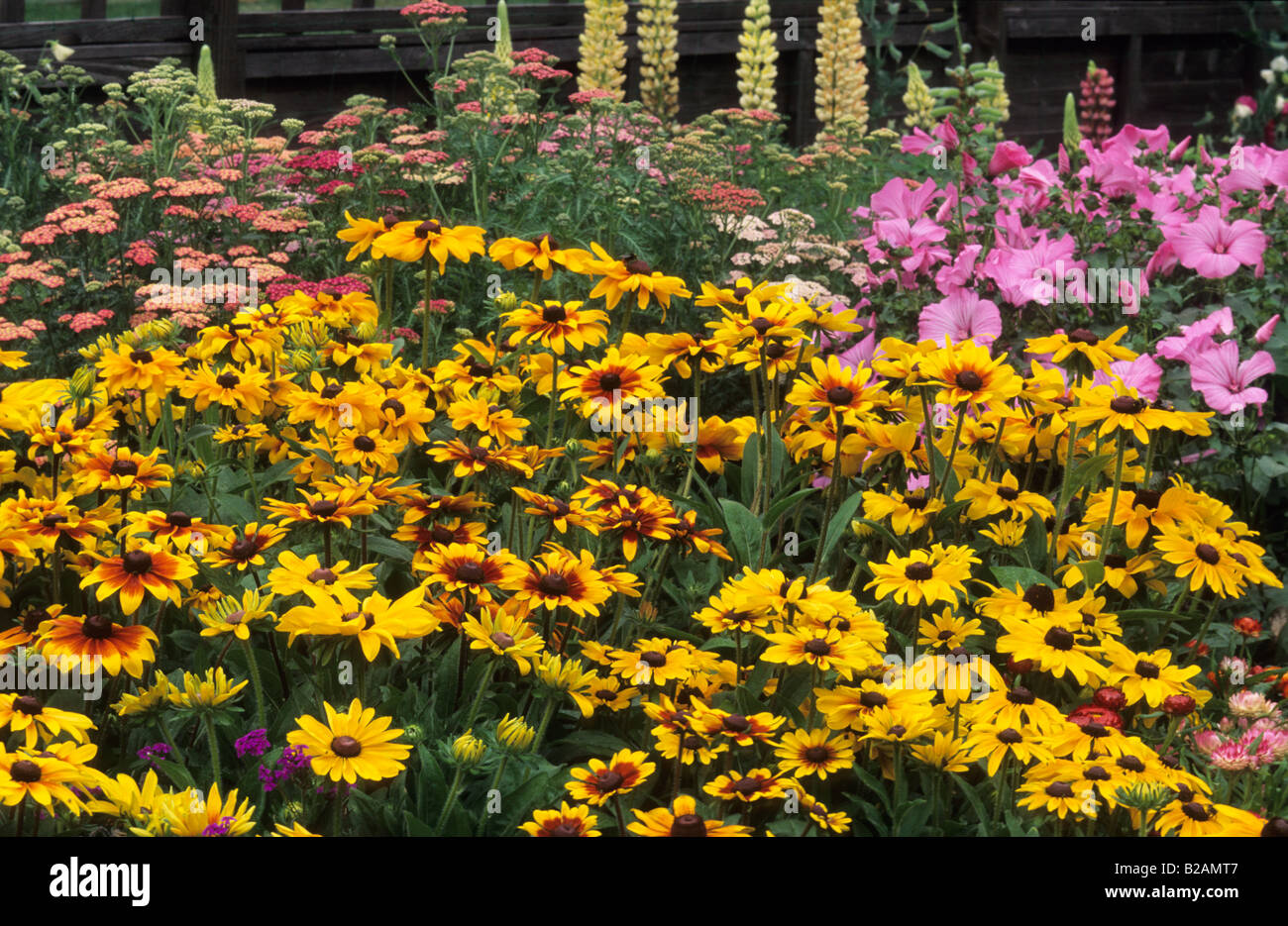 Black Eyed Susan Rudbeckia nana rustica Foto Stock