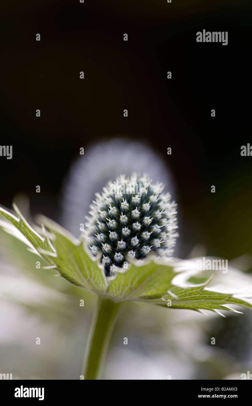 Eryngium giganteum 'Silver fantasma'. Mare Holly fiore Foto Stock