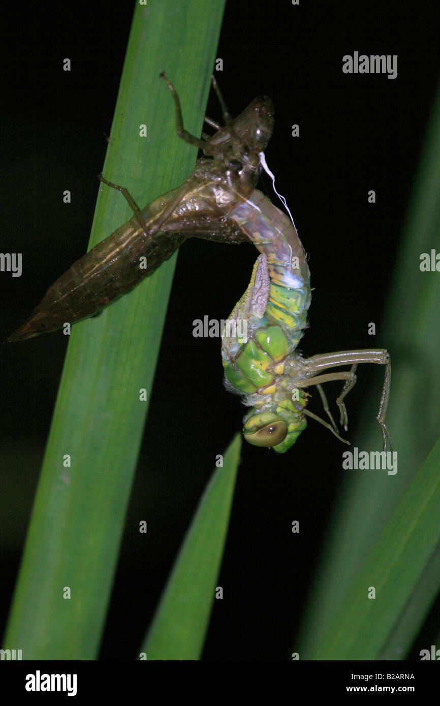 Hawker Dragonfly durante la metamorfosi in pazienti adulti Foto Stock