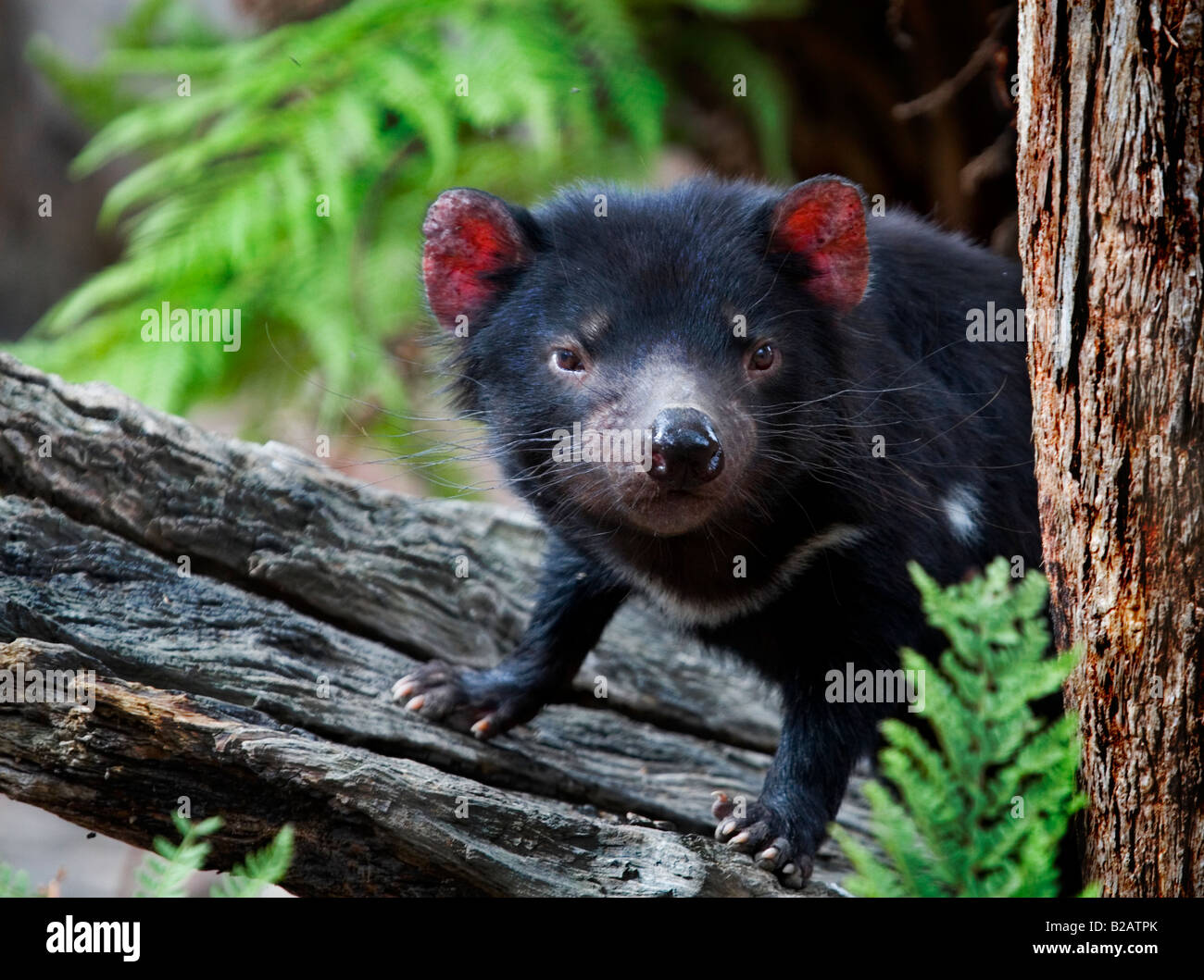Captive Diavolo della Tasmania a qualcosa di animali selvatici del santuario, vicino al Parco Nazionale Mt Field, Tasmania, Australia Foto Stock
