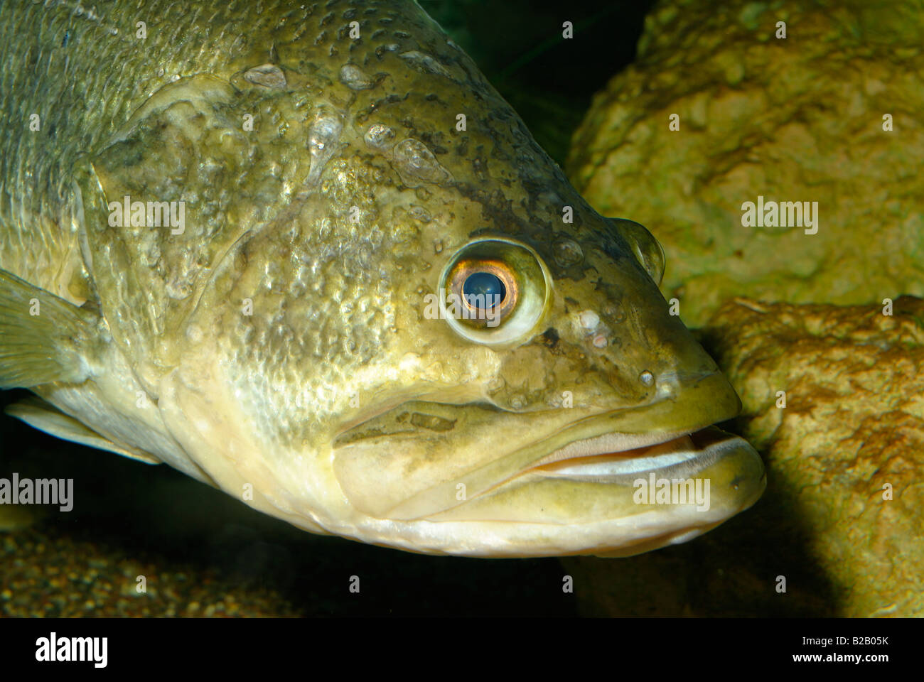 Largemouth bass micropterus salmoides florida Foto Stock