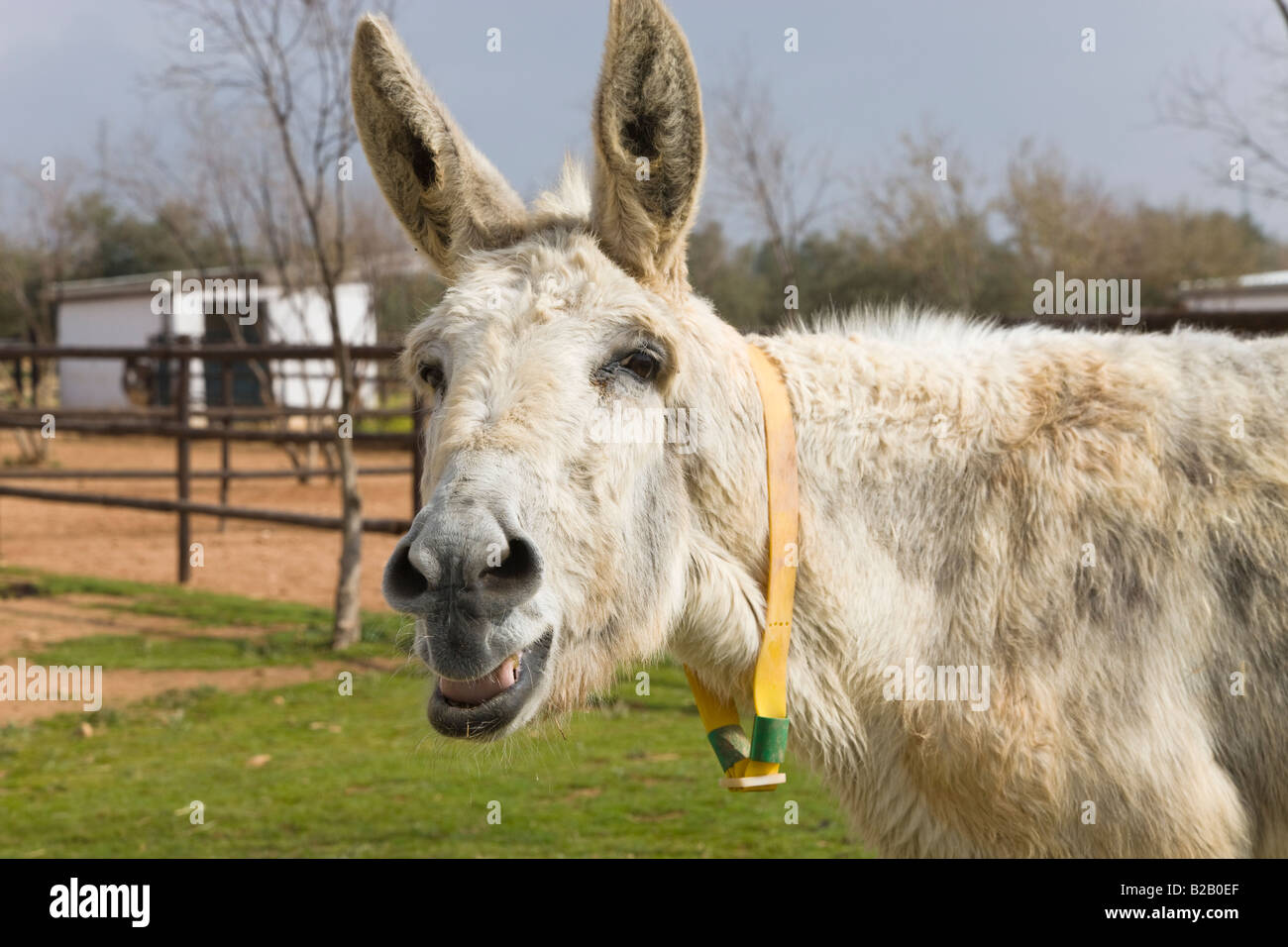 Asino raglio a Donkey Sanctuary in Fuente de la Piedra Provincia di Malaga Spagna Foto Stock