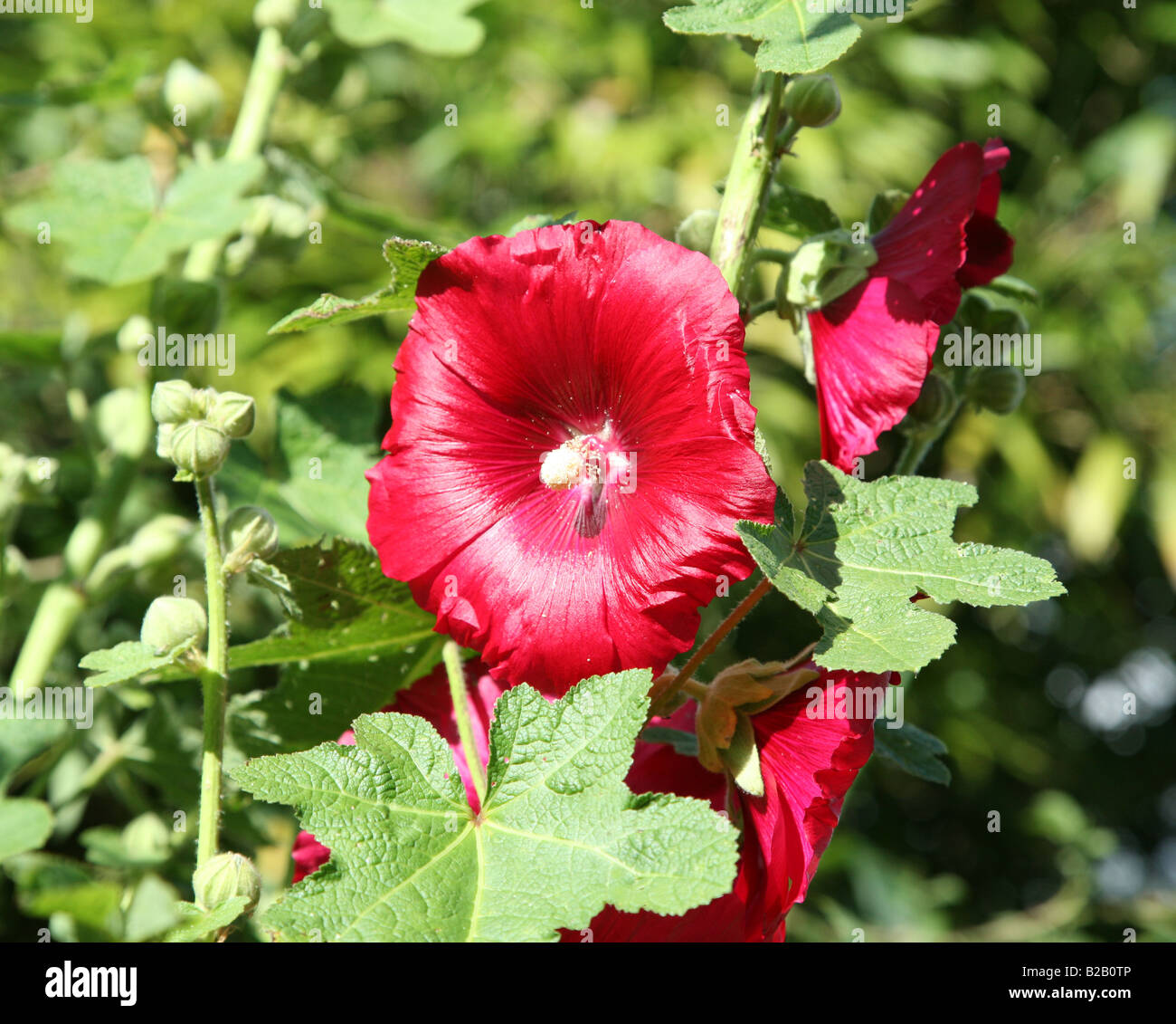 Un rosso hollyhock fiore del genere Alcea nella famiglia di malva Malvaceae Foto Stock