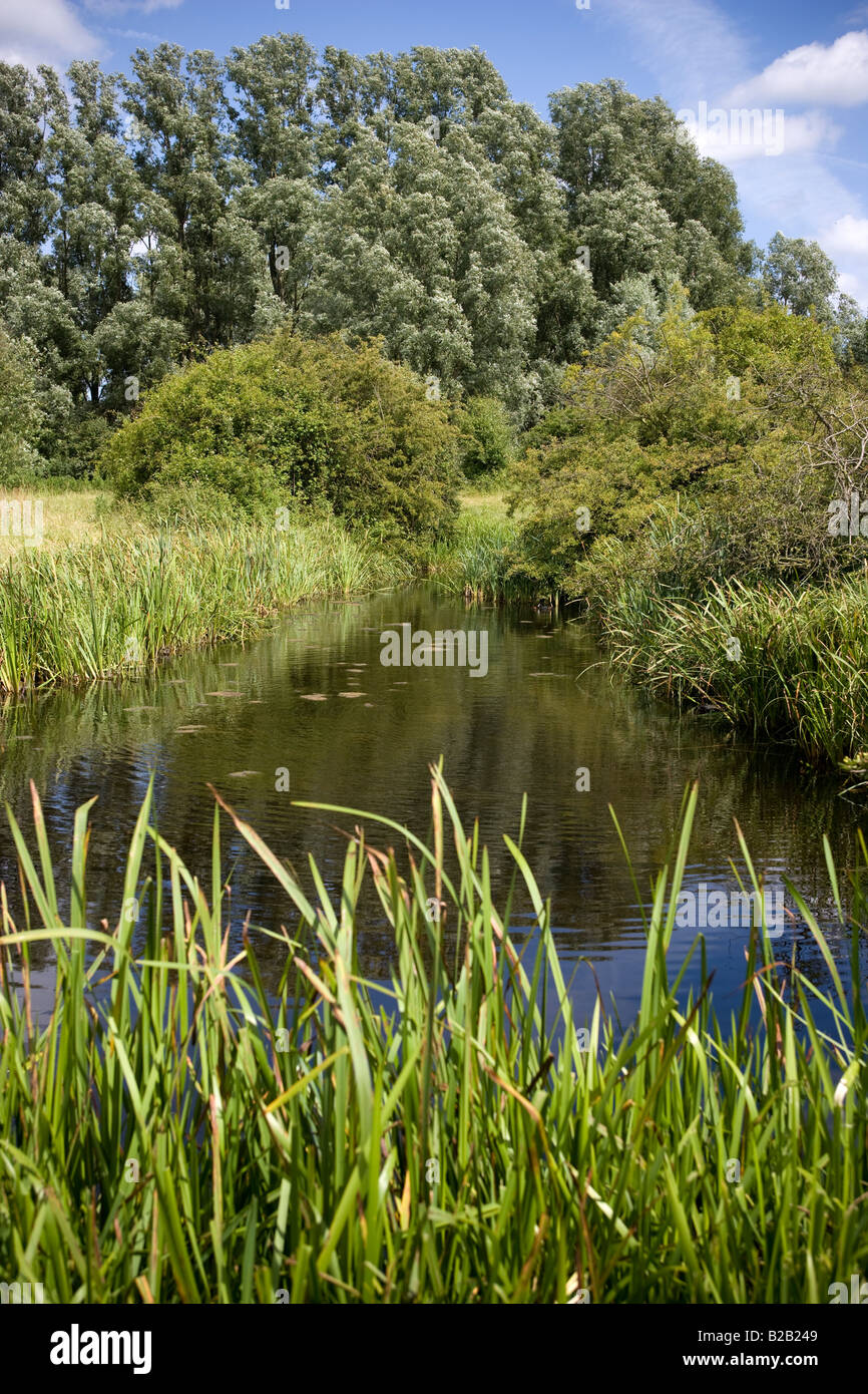 Dragonfly Santuario Lee Valley Park Essex Foto Stock