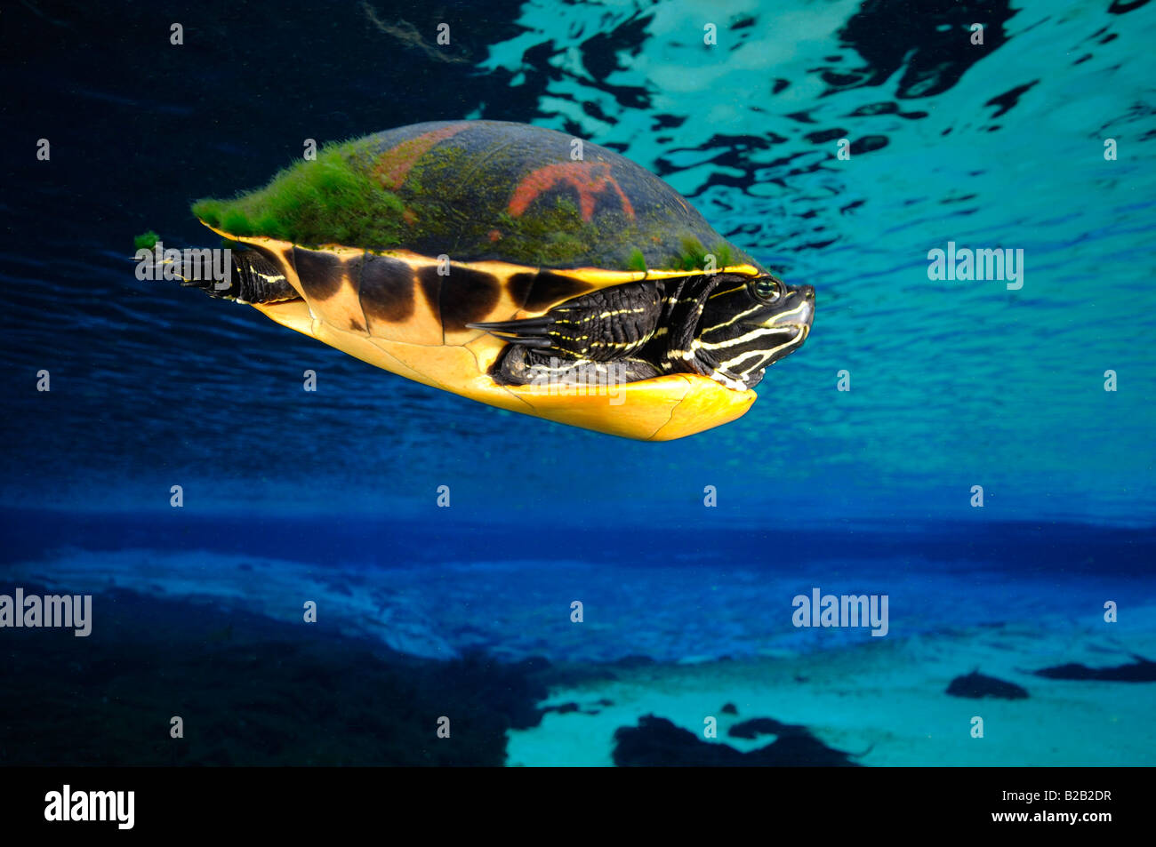 Florida ventre rosso cooter Pseudemys nelsoni Glen Silver Springs Florida Foto Stock