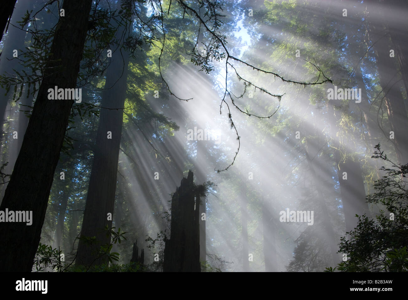 Raggi solari che filtrano attraverso la nebbia Redwood Forest. Foto Stock