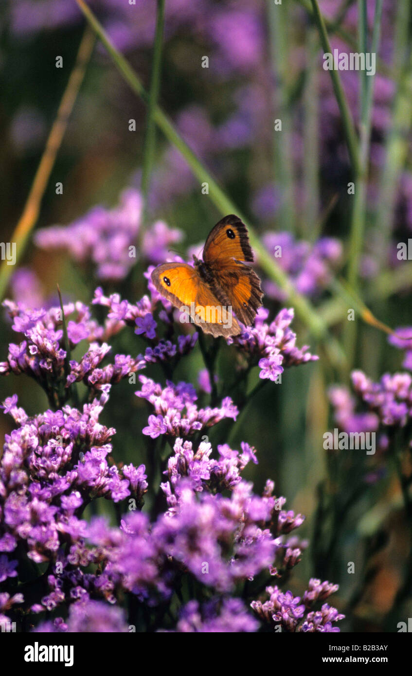 La lavanda marina. Limonium vulgare Foto Stock