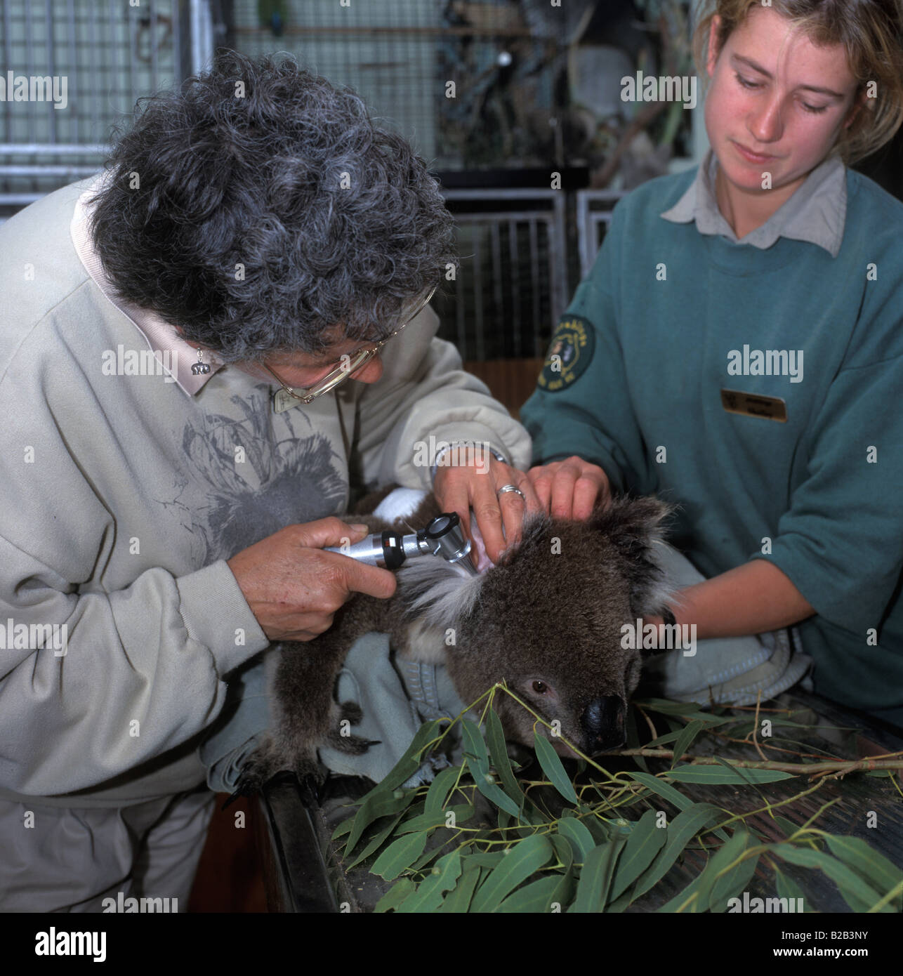 Il Koala, feriti, Koala Koala con braccio rotto in ospedale per animali, Australia Foto Stock