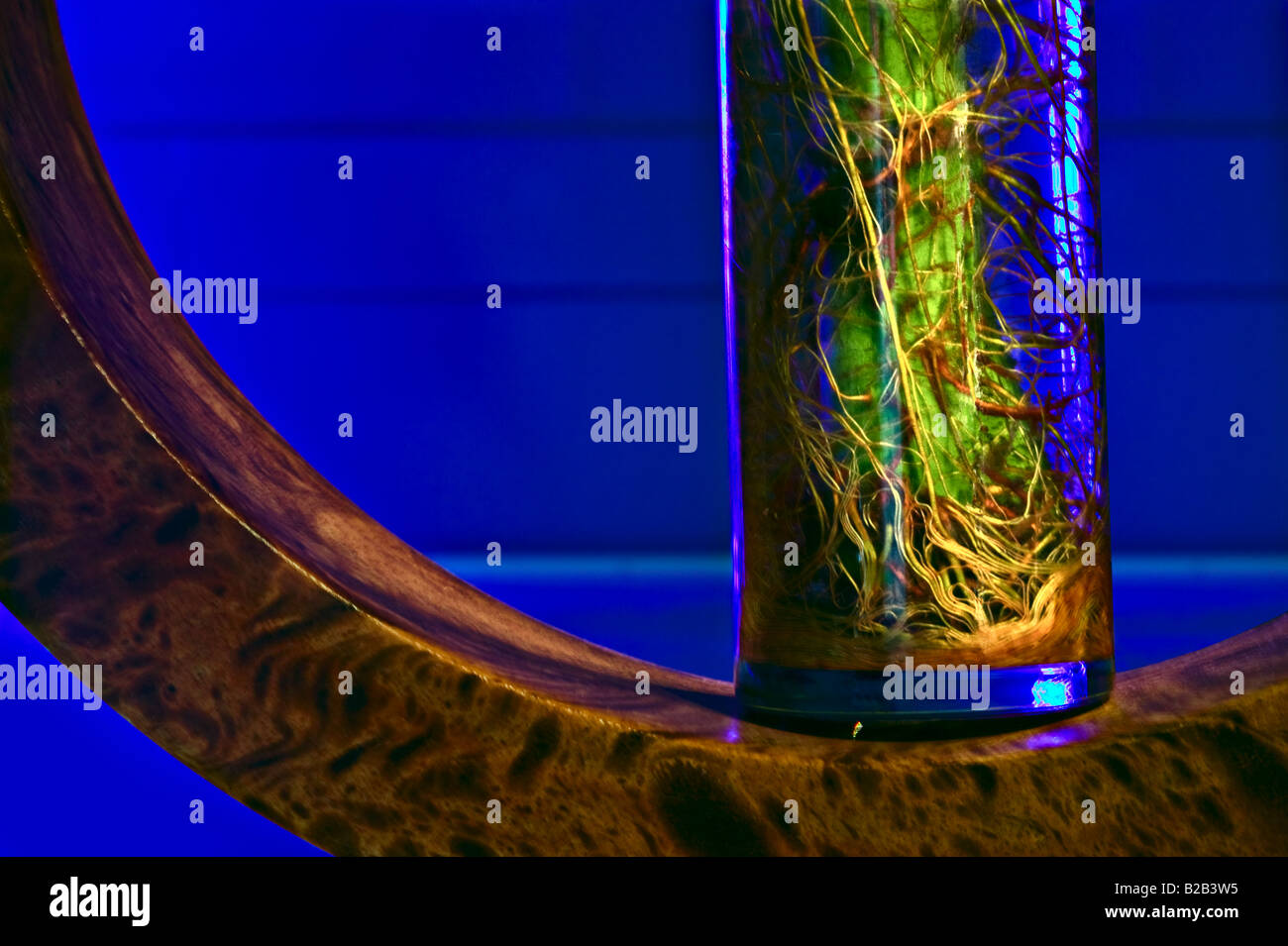 Radici di bambù e scolpito in legno di olivo su sfondo blu[Close up] Foto Stock