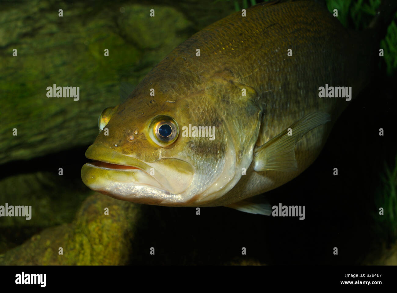 Largemouth bass micropterus salmoides Florida Foto Stock